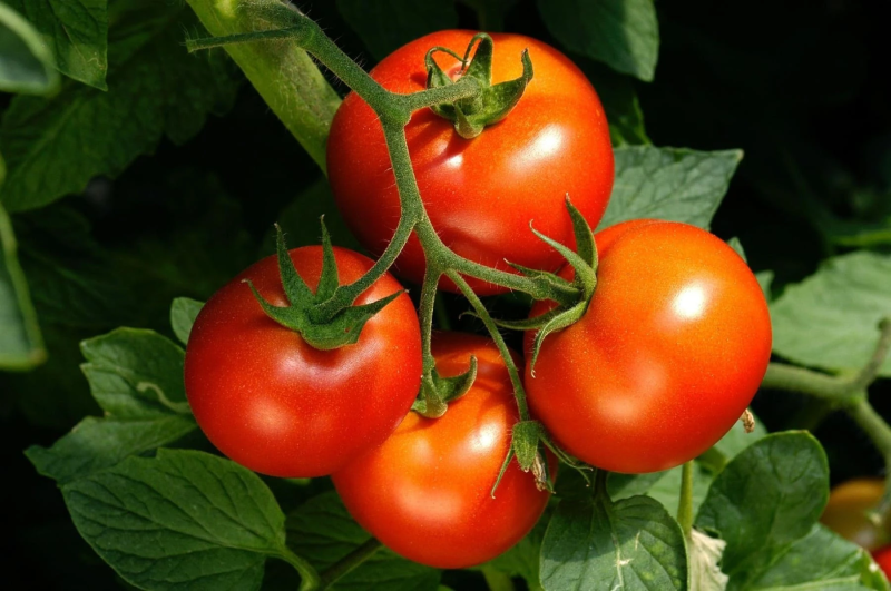 Tomates frescos